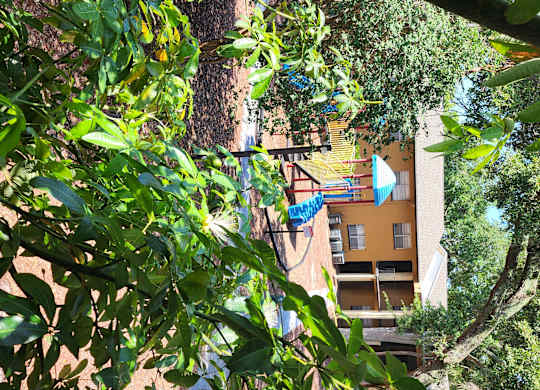 A building with a balcony and a tree in the foreground.