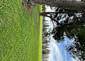 Thumbnail 31 of 34 - Grassy field with trees at City View Apartments at Warner Center, Woodland Hills, 91367