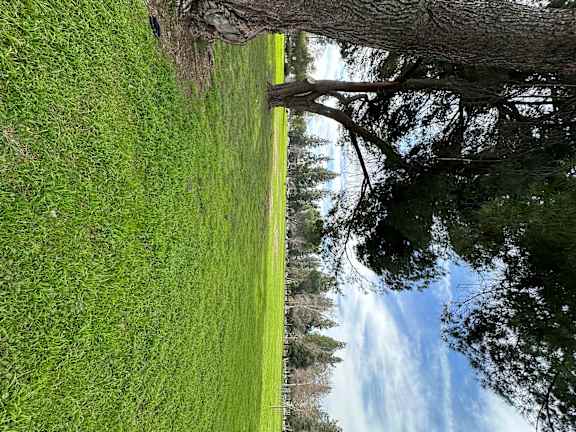Grassy field with trees at City View Apartments at Warner Center, Woodland Hills, 91367