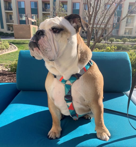 bulldog at Hancock Terrace Apartments, California, 93454