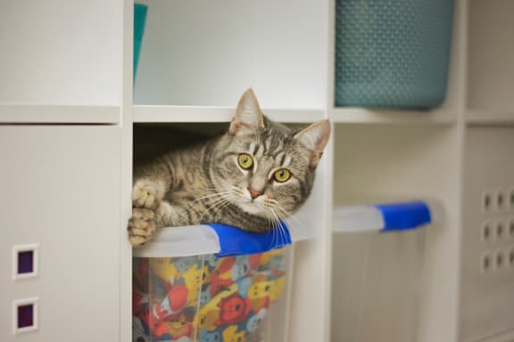 cat_peeking_out_of_closet at Hancock Terrace Apartments, Santa Maria, CA, 93454