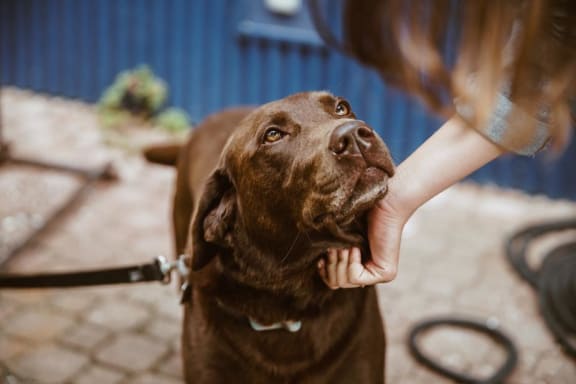 chocolate_lab_dog at Hancock Terrace Apartments, Santa Maria, California