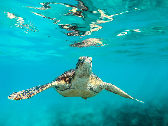 swimming_turtle at Hancock Terrace Apartments, Santa Maria, CA
