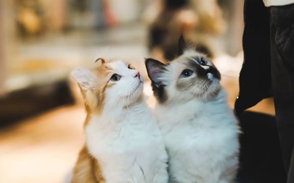 Two Kittens at Hancock Terrace Apartments, Santa Maria, CA, 93454