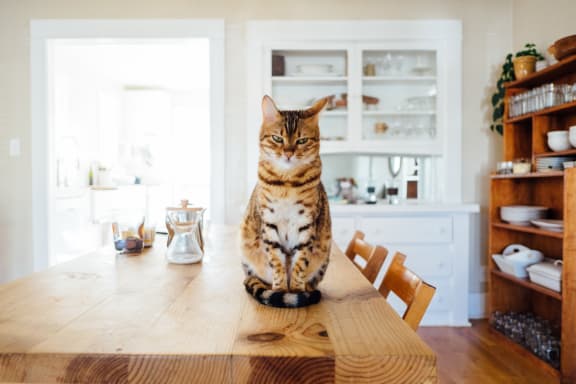 cat_on_table at Cypress Meadows Senior Apartments, California