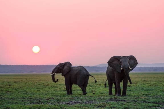 elephants_sunset, Cypress Meadows Senior Apartments, Ventura, CA