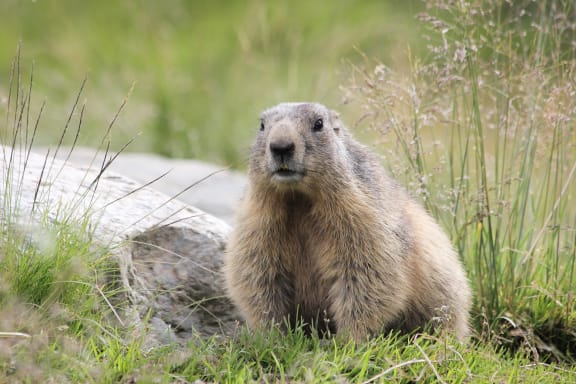 Groundhog Day at Ralston Courtyards, Ventura, 93003
