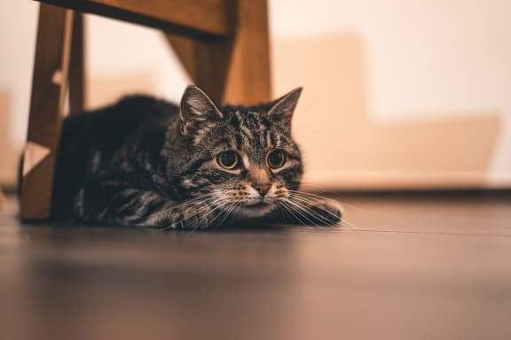 Pets at Ralston Courtyards, Ventura, CA, 93003