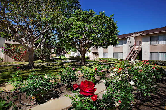 rose_garden at Shepard Place, Carpinteria, 93013