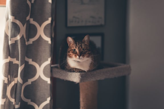 cat_sitting_on_cat_bed at Siena Apartments, Santa Maria, 93458
