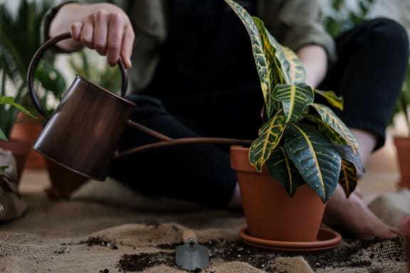 plant_care at Siena Apartments, Santa Maria