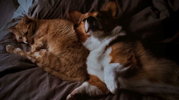 corgi_and_cat at Spoke Apartments, Atlanta, GA, 30307