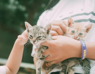2 kittens being held at Knollwood Meadows Apartments, Santa Maria, CA, 93455