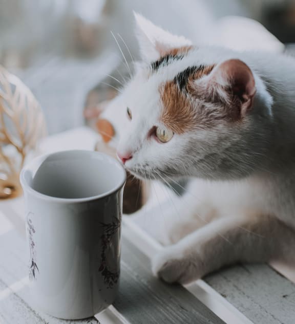 cat_coffee_cup at Sumida Gardens Apartments, Santa Barbara, CA, 93111