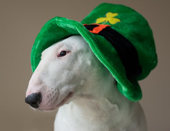 dog_st_patricks_day_hat at Sumida Gardens Apartments, Santa Barbara, CA, 93111