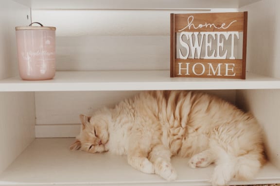 fluffy_cat_sleeping_in_closet at Sumida Gardens Apartments, Santa Barbara