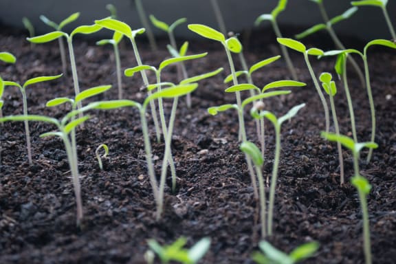 sprouts at Sumida Gardens Apartments, Santa Barbara, California