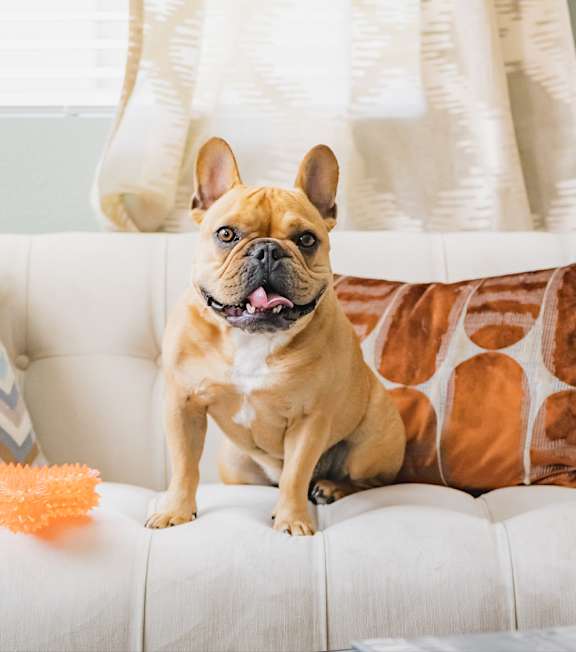 A brown dog with a black nose is sitting on a white couch.