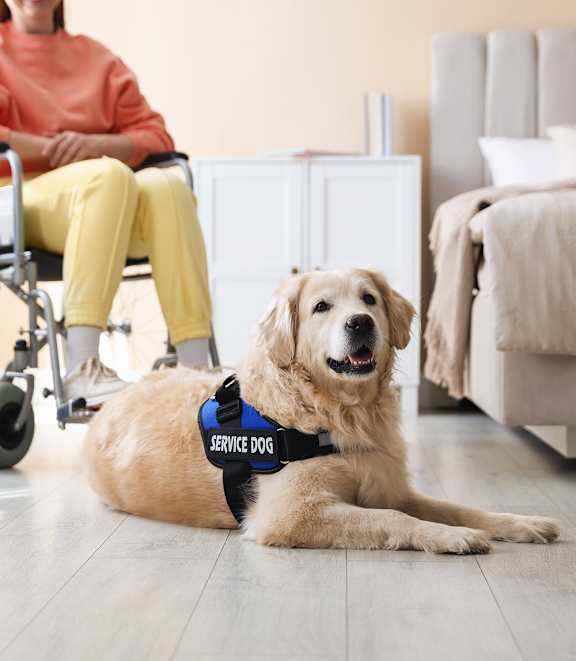 A service dog with a harness that says "Service Dog" is lying on the floor next to a woman in a wheelchair.