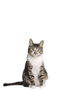 A cat with a striped coat is sitting on a green background.