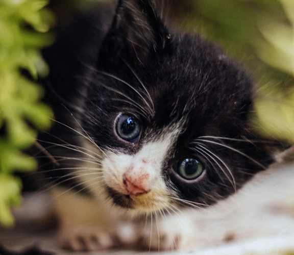 A black and white kitten with blue eyes is peeking out from behind a green plant.