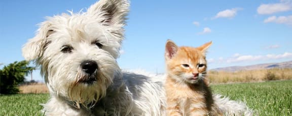 Dog and Cat at Park at Berkshire Medical District,Dallas,TX 75219