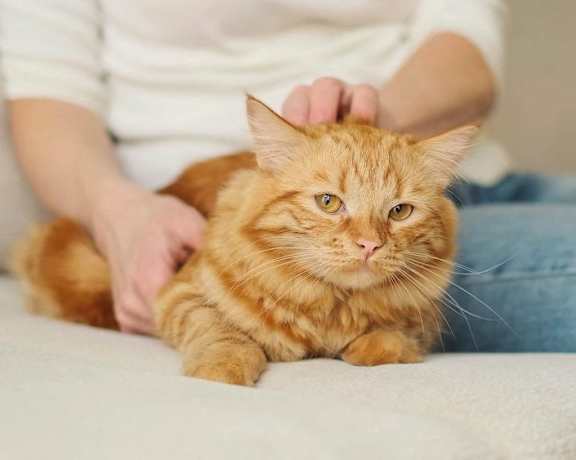 a woman petting a cat on a couch
