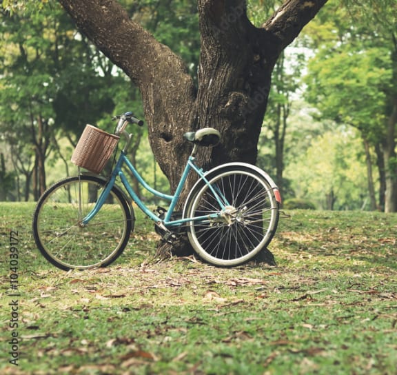 a bike leaning against a tree in a park at Club at Emerald Waters, Hollywood