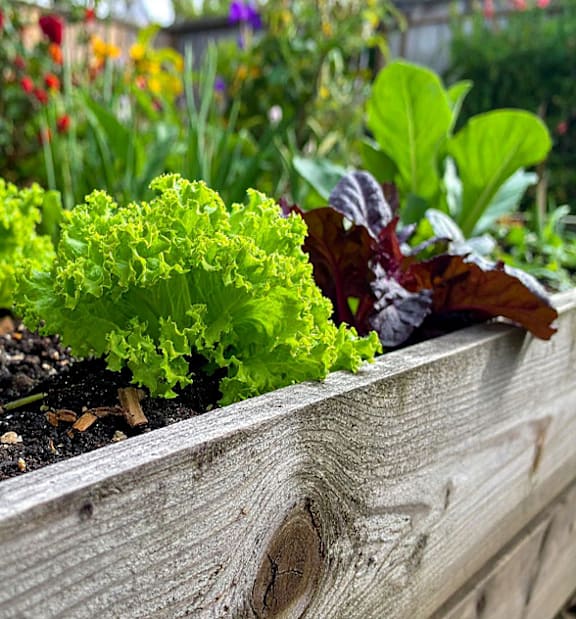 A close up of a garden bed with lettuce and other plants.at The Orion Senior Apartments - Orange, CA, Orange, 92866