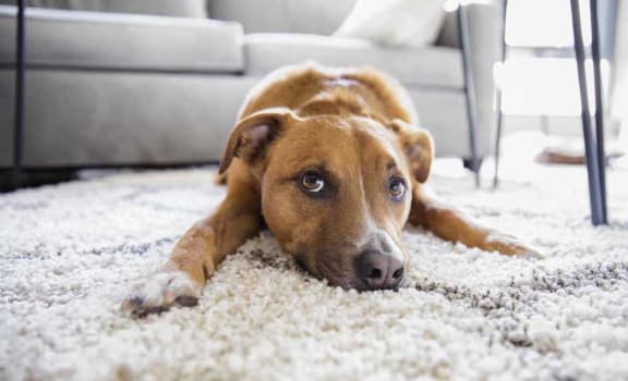a dog laying on a carpeted floor in a living room