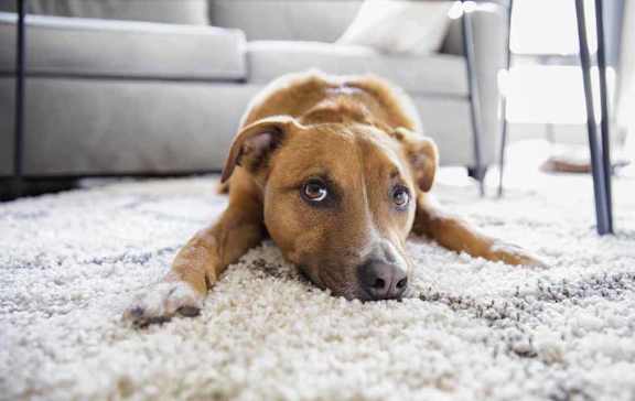 a dog laying on a carpeted floor in a living room