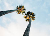 Thumbnail 5 of 5 - Palm Tree - Local Park