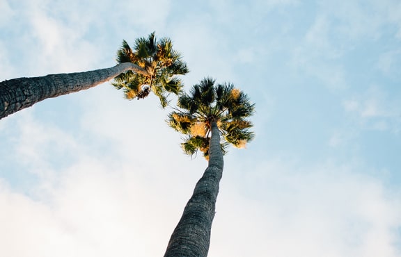Palm Tree - Local Park
