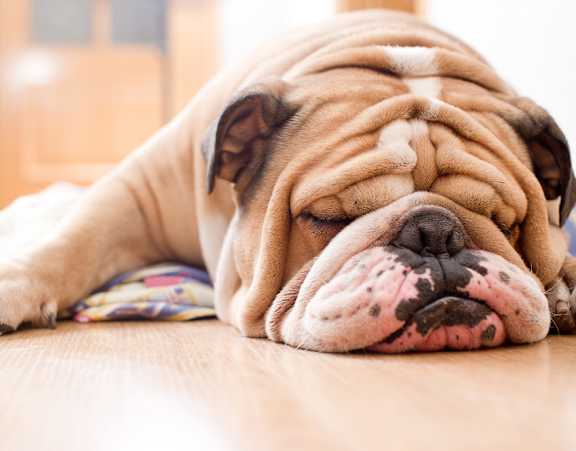 A bulldog is sleeping on a wooden floor.