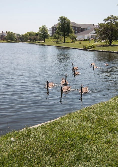 a group of geese are swimming in a pond