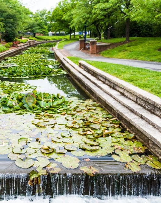 a pond with water lilies in a park at North Market South Carroll, Frederick Maryland