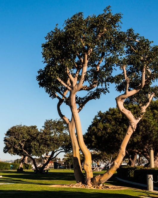 a park with trees and a view of the water