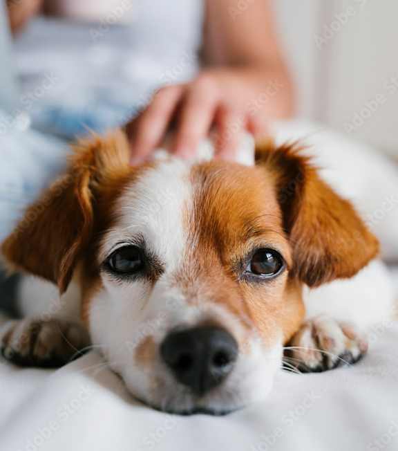 A small dog with brown and white fur is lying on a white surface.