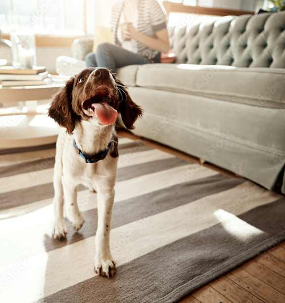 Dog in a living room at The Parker Aiken Apartments, South Carolina, 29801