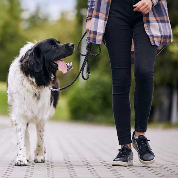 woman walking her black and white dog on a leash.