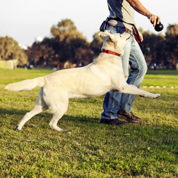 Man Playing with Pet Dog at Park