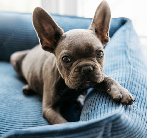 a blue french bulldog puppy laying on a blue couch at Club at Emerald Waters, Hollywood