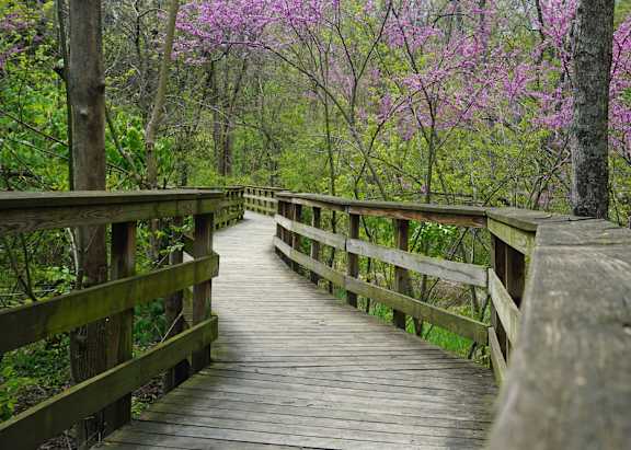 A wooden bridge in a forest with pink flowers.