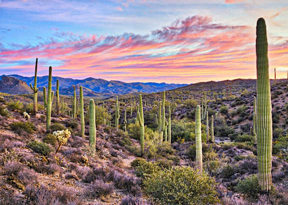 A landscape with a cactus in the foreground and mountains in the background.