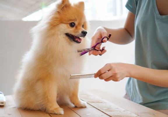 A person is grooming a small, fluffy, light brown dog with a comb and scissors.