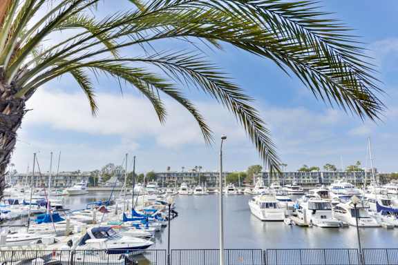 A marina with boats docked and a palm tree in the foreground.