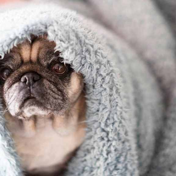 a small dog wrapped in a blanket
