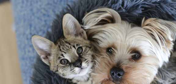 A cat and a dog are sitting together on a blue furry surface.