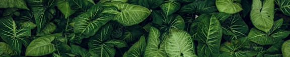 a close up of green leafy plants