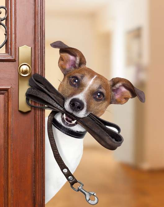 a dog holds a leash in its mouth while standing at a door at Ascent 1829, Phoenix